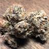 семена конопли недорого Early Skunk feminised семена конопли недорого Early Skunk feminised