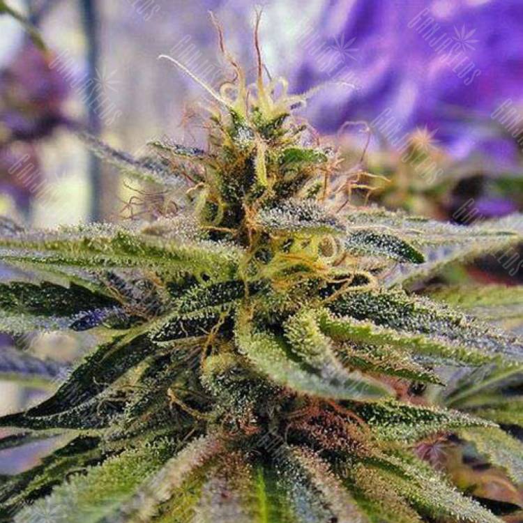семена конопли гидропоники Sticky Blue feminised семена конопли гидропоники Sticky Blue feminised