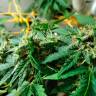 Семена марихуаны Auto LSD feminised Ganja Seeds Семена марихуаны Auto LSD feminised Ganja Seeds