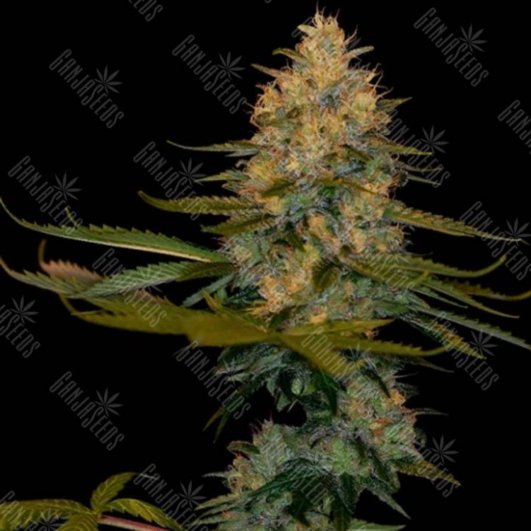 заказ семян конопли Москва Exodus Kush feminised DNA Genetics заказ семян конопли Москва Exodus Kush feminised DNA Genetics