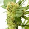 заказ семян конопли Москва Orange Bud regular Dutch Passion Seeds заказ семян конопли Москва Orange Bud regular Dutch Passion Seeds