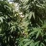 семена конопли Спб Ice regular Nirvana Seeds семена конопли Спб Ice regular Nirvana Seeds