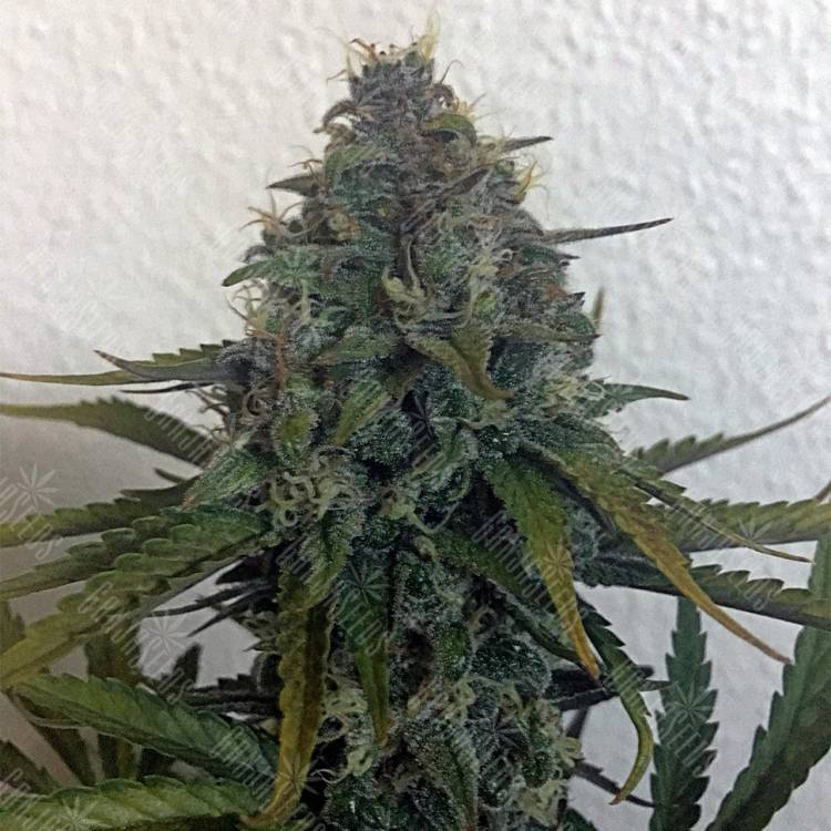 семена индийской конопли Auto Blue Cheese feminised Royal Queen семена индийской конопли Auto Blue Cheese feminised Royal Queen
