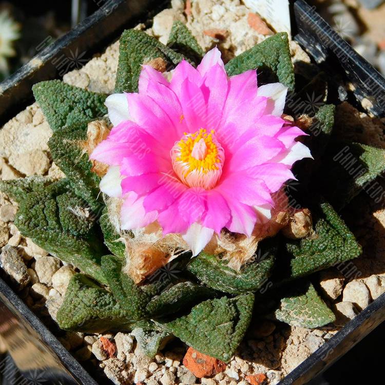 Семена кактусов Ariocarpus fissuratus var. hintonii Семена кактусов Ariocarpus fissuratus var. hintonii