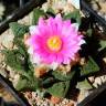 Семена кактусов Ariocarpus fissuratus var. hintonii Семена кактусов Ariocarpus fissuratus var. hintonii
