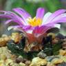Заказать семена кактуса Ariocarpus fissuratus var. hintonii Заказать семена кактуса Ariocarpus fissuratus var. hintonii