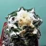 Недорогие семена кактуса Ariocarpus fissuratus var. hintonii Недорогие семена кактуса Ariocarpus fissuratus var. hintonii
