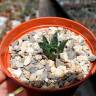 Купить недорогие семена кактуса Ariocarpus fissuratus var. hintonii Купить недорогие семена кактуса Ariocarpus fissuratus var. hintonii
