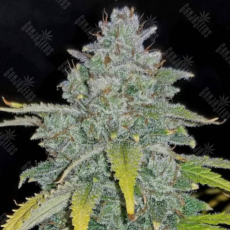 заказать семена конопли в рф Auto Blue Dream feminised заказать семена конопли в рф Auto Blue Dream feminised