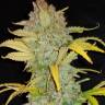 семена конопли онлайн Auto Blue Dream feminised семена конопли онлайн Auto Blue Dream feminised