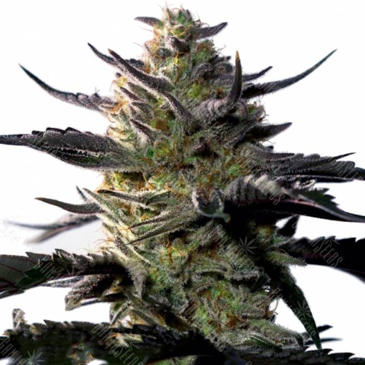 заказ семян конопли Москва Blueberry OG feminised Barneys Farm заказ семян конопли Москва Blueberry OG feminised Barneys Farm