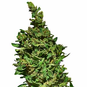 Auto Med GOM 1.0 CBD feminised Grass-o-Matic