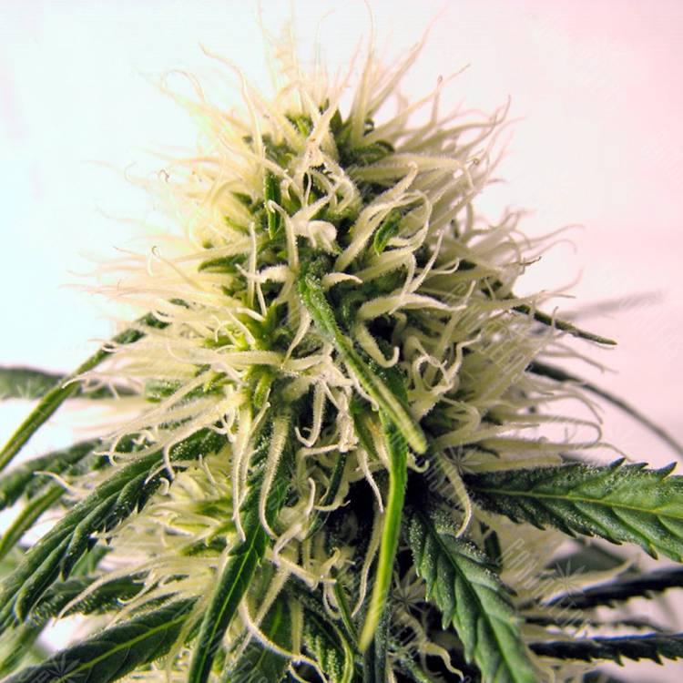 качественные семена конопли Original Berry feminised Kannabia Seeds качественные семена конопли Original Berry feminised Kannabia Seeds