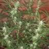 семена конопли с доставкой Auto Blue Pyramid feminised Pyramid Seeds семена конопли с доставкой Auto Blue Pyramid feminised Pyramid Seeds