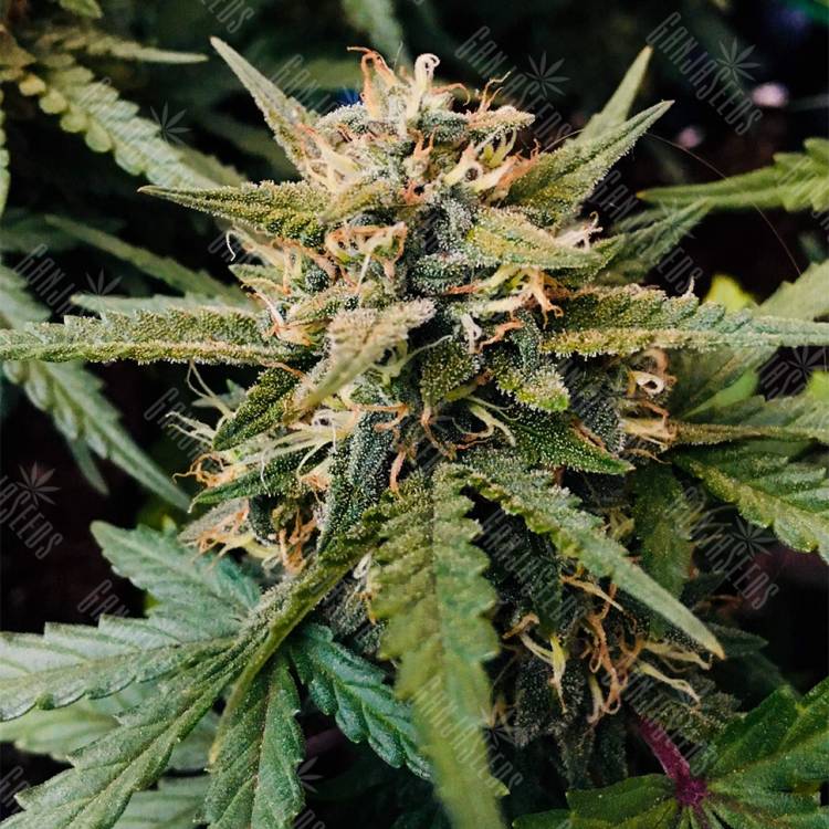 семена сортовой конопли Auto Bubble Kush feminised Royal Queen семена сортовой конопли Auto Bubble Kush feminised Royal Queen