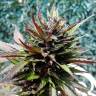 семена конопли автоцвет Auto Black Cream feminised Sweet Seeds семена конопли автоцвет Auto Black Cream feminised Sweet Seeds