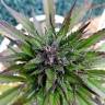 семена конопли f1 в оригинальной упаковке Auto Black Cream feminised Sweet Seeds семена конопли f1 в оригинальной упаковке Auto Black Cream feminised Sweet Seeds