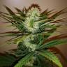 заказ семян конопли Auto Chronic Ryder feminised заказ семян конопли Auto Chronic Ryder feminised