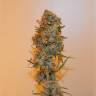 заказать качественные семена конопли Auto Chronic Ryder feminised заказать качественные семена конопли Auto Chronic Ryder feminised