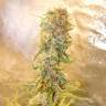 заказать на сайте семена конопли Auto Chronic Ryder feminised заказать на сайте семена конопли Auto Chronic Ryder feminised
