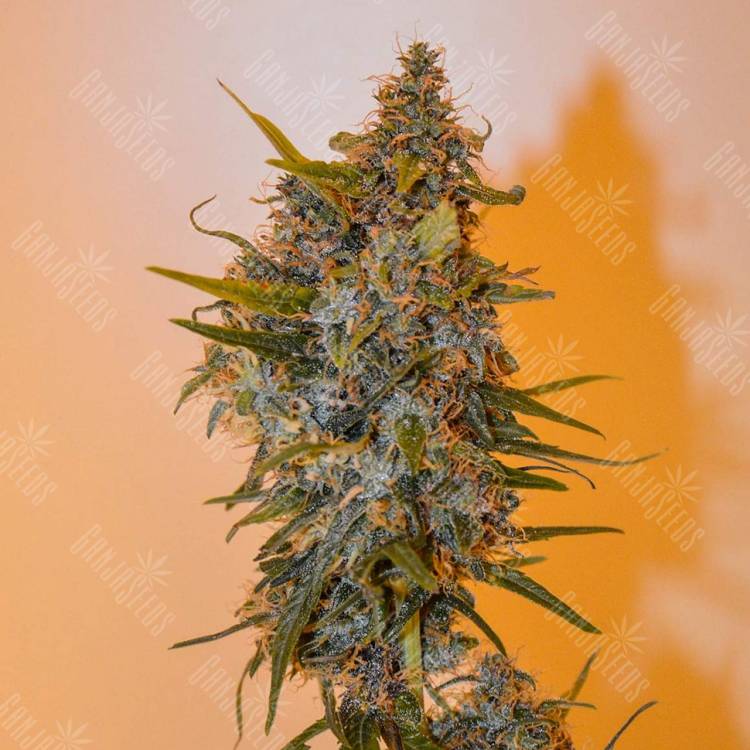 конопля семена сорта заказать Auto Chronic Ryder feminised конопля семена сорта заказать Auto Chronic Ryder feminised