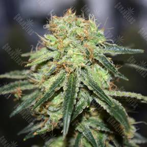 Super Bud feminised Ganja Seeds