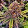 семена конопли Москва Blue Gelato 41 feminised Barneys Farm семена конопли Москва Blue Gelato 41 feminised Barneys Farm