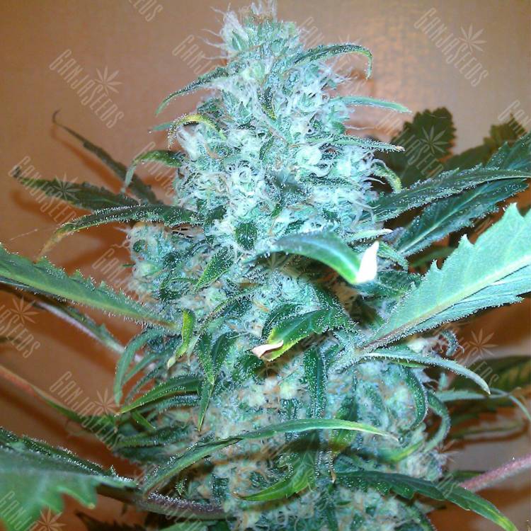 семена конопли купить семена конопли Pato #1 feminised Kannabia Seeds семена конопли купить семена конопли Pato #1 feminised Kannabia Seeds