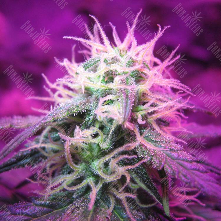 семена сортовой конопли Auto Black Jack feminised Sweet Seeds семена сортовой конопли Auto Black Jack feminised Sweet Seeds