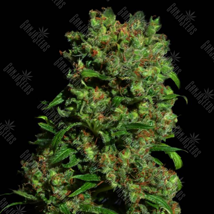 семена конопли интернет магазин Critical vip feminised VIP Seeds семена конопли интернет магазин Critical vip feminised VIP Seeds