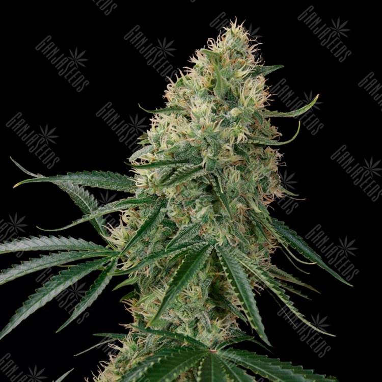 Семена марихуаны Auto Sin Tra Bajo feminised Ganja Seeds Семена марихуаны Auto Sin Tra Bajo feminised Ganja Seeds