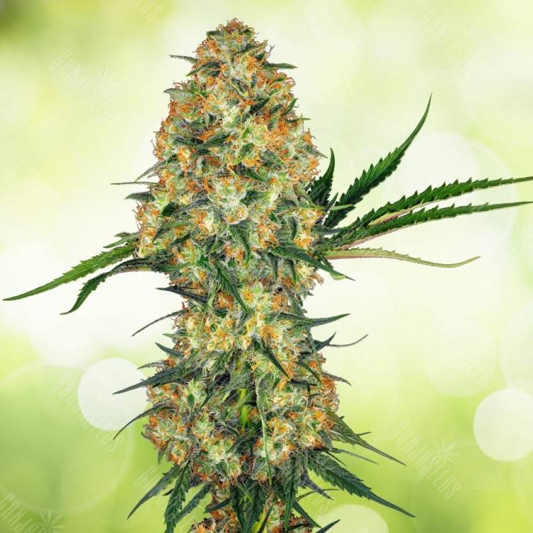 Marley's Collie feminised Ganja Seeds Marley's Collie feminised Ganja Seeds