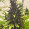 купить мощные семена конопли Auto Purple Sunset feminised купить мощные семена конопли Auto Purple Sunset feminised
