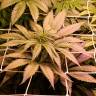семена конопли марихуаны Chronic Thunder feminised Barneys Farm