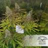 семена конопли в фирменной упаковке Power Plant regular Dutch Passion Seeds семена конопли в фирменной упаковке Power Plant regular Dutch Passion Seeds
