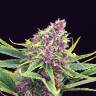 заказать качественные семена конопли Purple Kush feminised Kannabia Seeds заказать качественные семена конопли Purple Kush feminised Kannabia Seeds