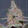 семена конопли курьером Purple Kush feminised Kannabia Seeds семена конопли курьером Purple Kush feminised Kannabia Seeds