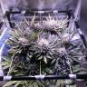 семена конопли в России Purple Kush feminised Kannabia Seeds семена конопли в России Purple Kush feminised Kannabia Seeds