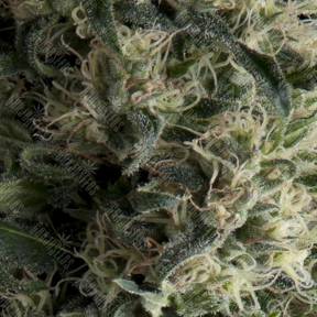 Auto Galaxy feminised Pyramid Seeds