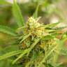 семена конопли для посадки купить Auto Easy Bud feminised Royal Queen семена конопли для посадки купить Auto Easy Bud feminised Royal Queen
