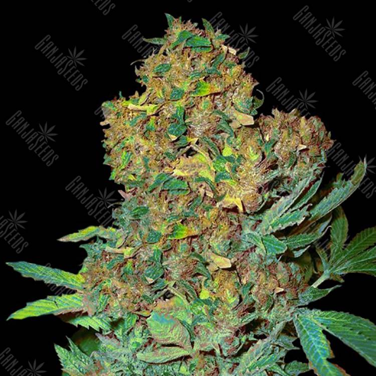 семена конопли f1 в оригинальной упаковке Colombian Sweet feminised VIP Seeds семена конопли f1 в оригинальной упаковке Colombian Sweet feminised VIP Seeds