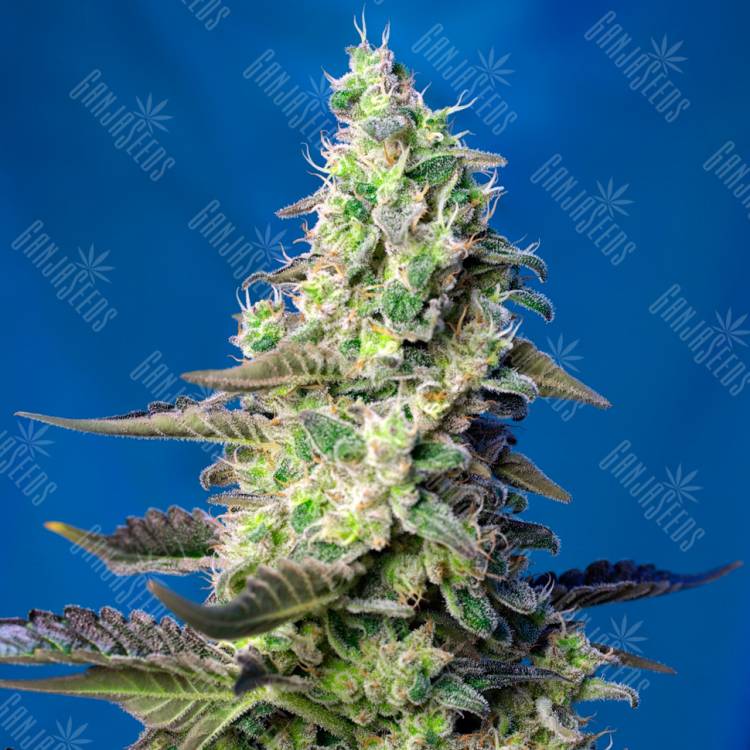 Семки Green Poison feminised Ganja Seeds Семки Green Poison feminised Ganja Seeds