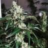 семена конопли гидропоники Cookies Kush feminised Barneys Farm семена конопли гидропоники Cookies Kush feminised Barneys Farm