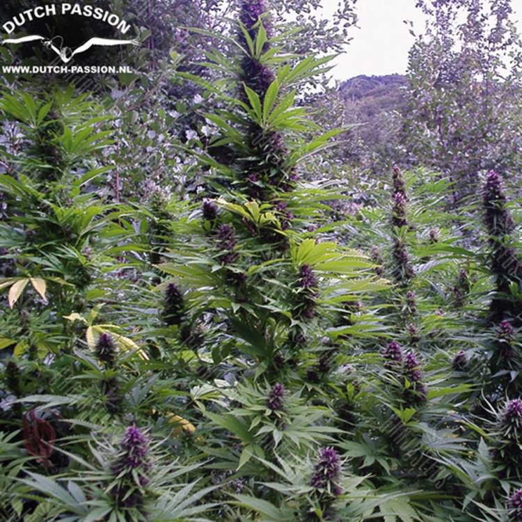 регулярные семена конопли купить Purple #1 regular Dutch Passion Seeds регулярные семена конопли купить Purple #1 regular Dutch Passion Seeds