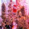 семена конопли курьером Auto Green-O-Matic feminised Green House Seeds семена конопли курьером Auto Green-O-Matic feminised Green House Seeds