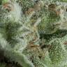 семена конопли феминизированные Auto Kryptonite feminised Pyramid Seeds