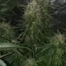 урожайные семена конопли Auto Kryptonite feminised Pyramid Seeds