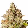 Семена конопли Auto Royal Gorilla feminised Ganja Seeds Семена конопли Auto Royal Gorilla feminised Ganja Seeds