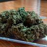 Качественные семена конопли Auto Royal Gorilla feminised Ganja Seeds Качественные семена конопли Auto Royal Gorilla feminised Ganja Seeds