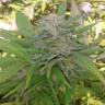семена индийской конопли Super Critical feminised семена индийской конопли Super Critical feminised